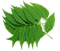 Neem